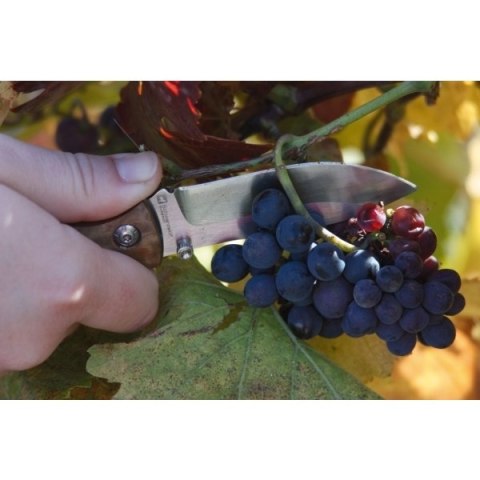 Nóż składany JUNGLE Schwarzwolf